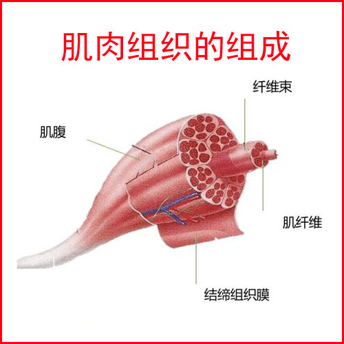 则要根据骨骼部位肌肉群的大小来定,大肌肉群涉及的肌纤维深而广,因而