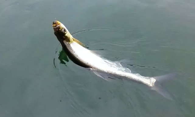 不妨钓钓小翘嘴,炸至金黄,隔壁小孩馋哭了