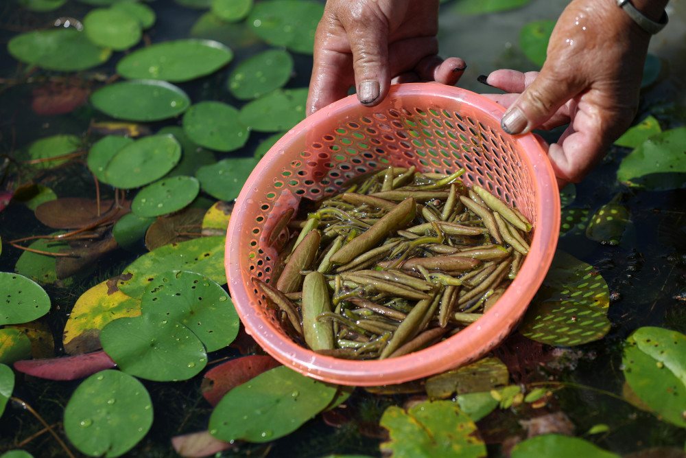 经济四川雷波莼菜产业助力乡村振兴