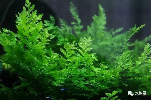 102种水草分布 习性及养殖方法 腾讯新闻