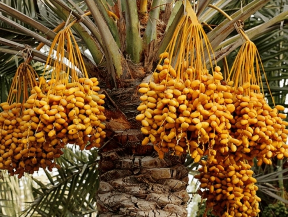 以前被当糖果,还红极一时的"伊拉克蜜枣",为什么突然销声匿迹?