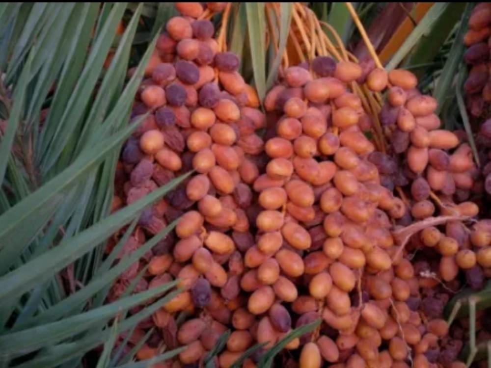 以前被当糖果,还红极一时的"伊拉克蜜枣",为什么突然销声匿迹?