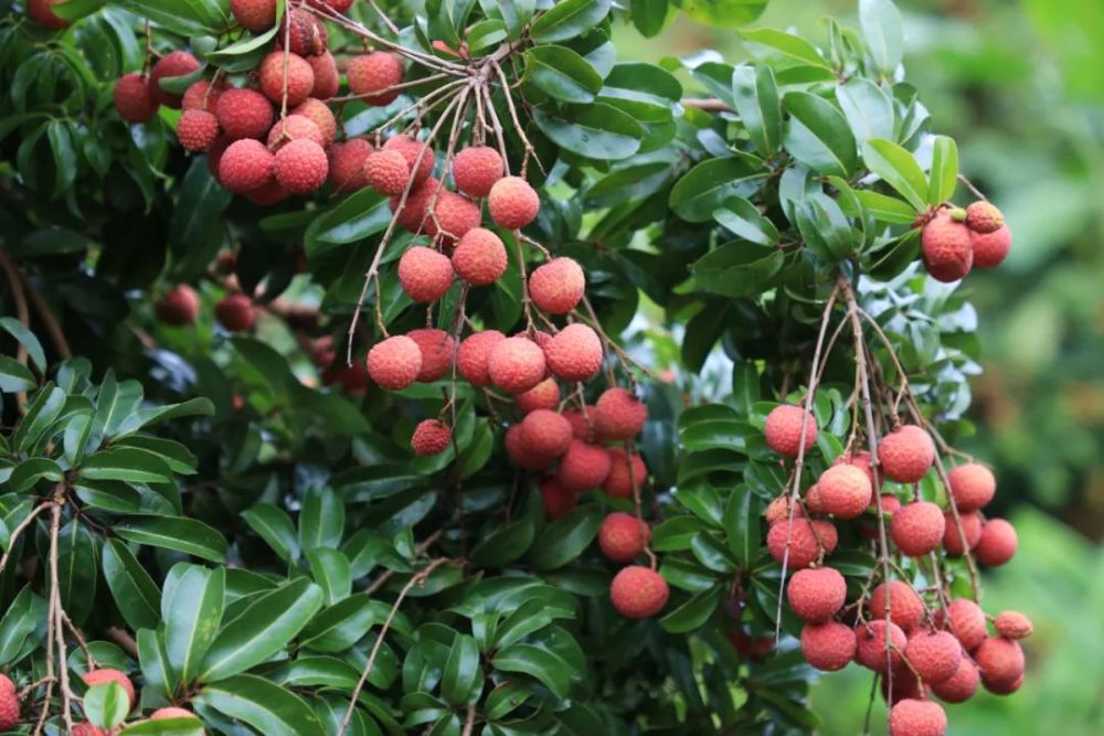 麻垌荔枝"拍了拍"你_腾讯新闻