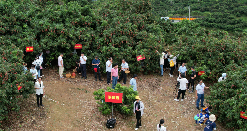 麻垌荔枝"拍了拍"你_腾讯新闻
