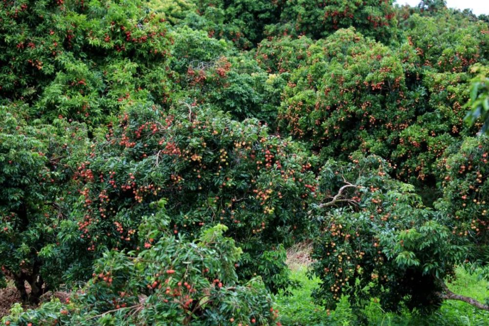 麻垌荔枝"拍了拍"你_腾讯新闻