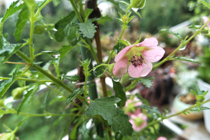 梅雨季节养花的 伤痛 分享个人观点 养花的朋友要避 坑 腾讯新闻