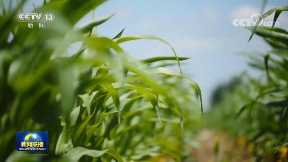 【在希望的田野上·三夏时节】精细高效管理农作物长势良好猿辅导和学而思网校数学哪个好2023已更新(头条/微博)