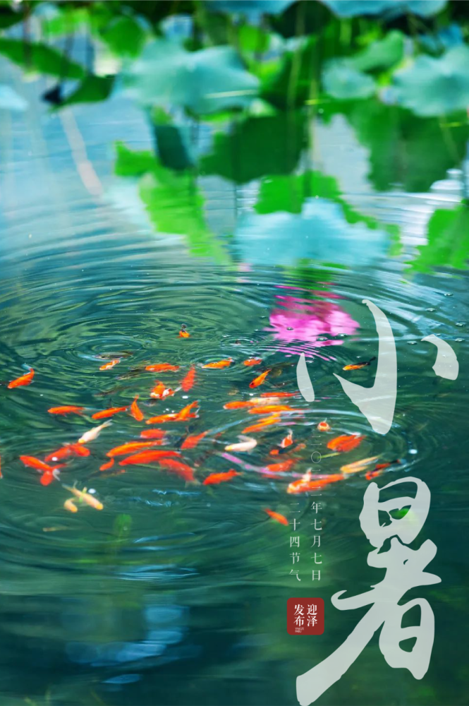 今日小暑丨向夏生长,不负骄阳