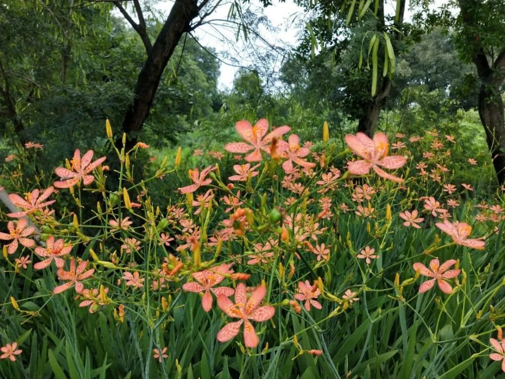 射干花橙色似蝶成片的射干花在纤细的花茎上随风摇曳让人一下子分不清