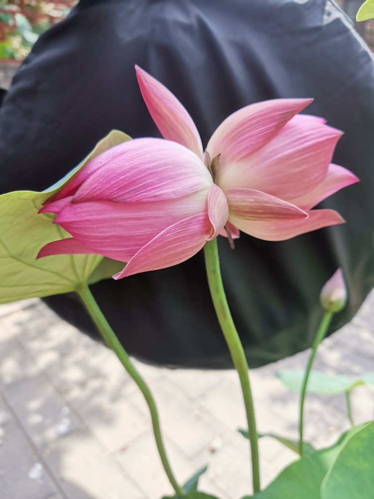 生长概率百万分之一莲花池公园出现罕见同心莲