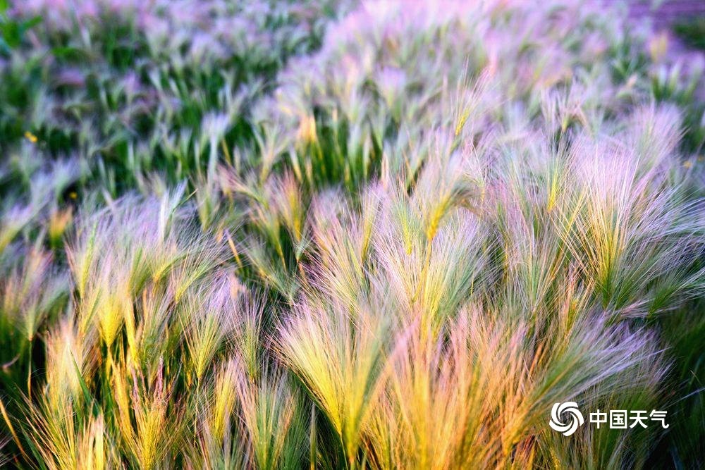 成片的狼尾草,在清晨阳光映照和微风吹拂下,宛如一束束五彩斑斓的羽毛