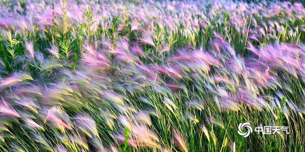 成片的狼尾草,在清晨阳光映照和微风吹拂下,宛如一束束五彩斑斓的羽毛