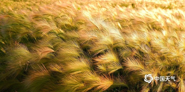 成片的狼尾草,在清晨阳光映照和微风吹拂下,宛如一束束五彩斑斓的羽毛