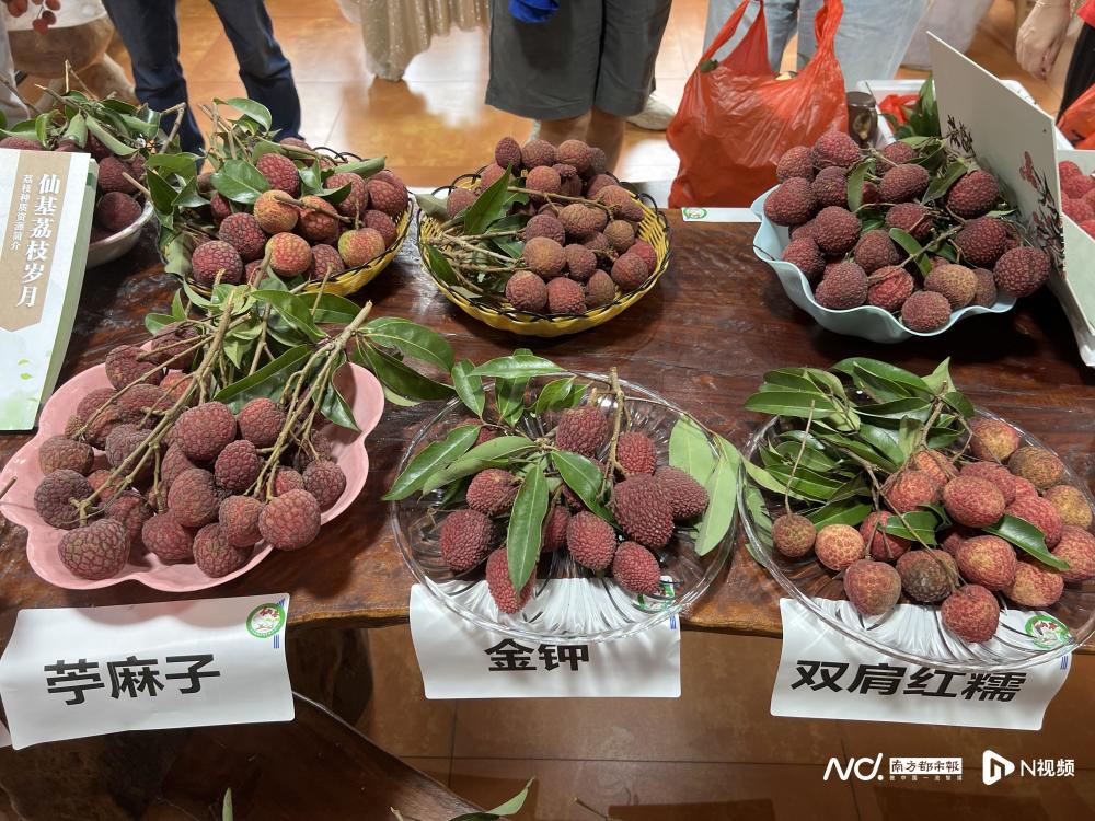 广州今年荔枝减产超一成，“新贵”仙进奉为何能丰产高收益？_腾讯新闻