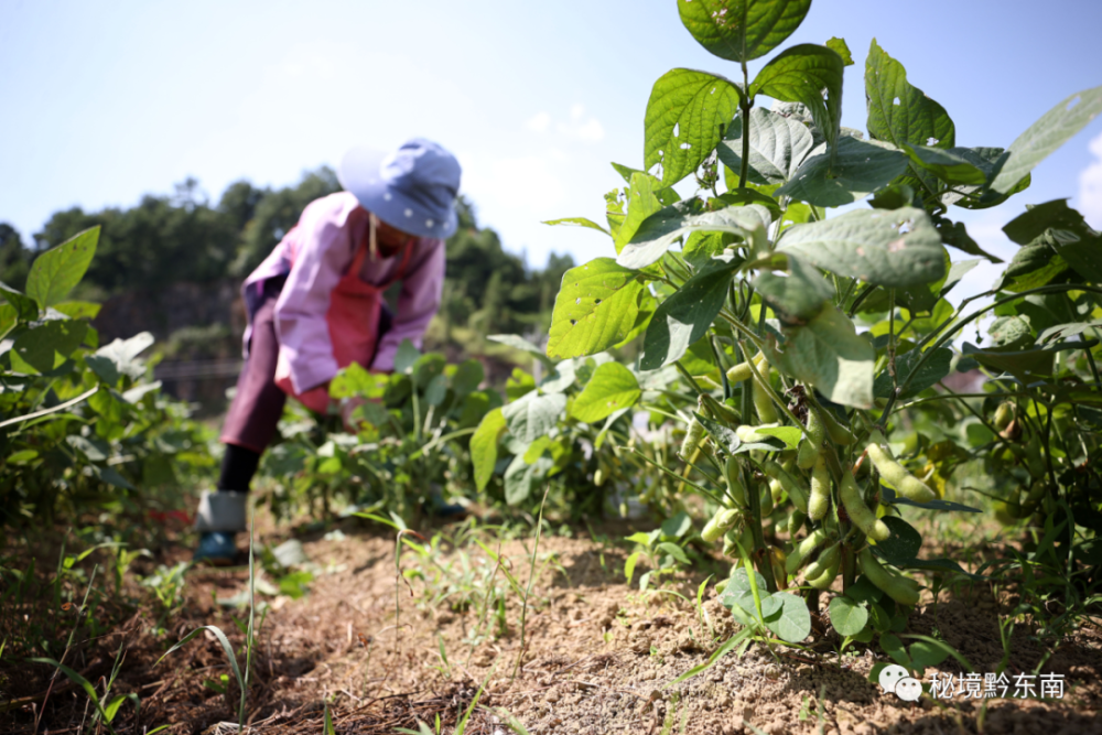 因地制宜种植毛豆,辣椒,芥菜等外销蔬菜3600余亩,带动农民增收,助力