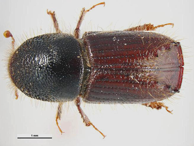 动植物检疫云杉杀手云杉八齿小蠹