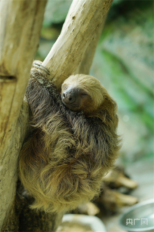 呆萌可愛!3只二趾樹懶入住鄭州市動物園