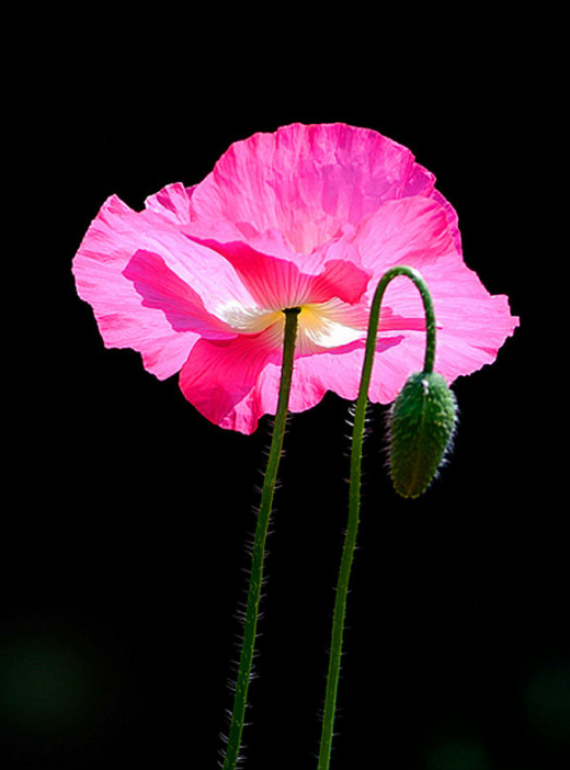 这种花和虞美人很像,但千万不能种