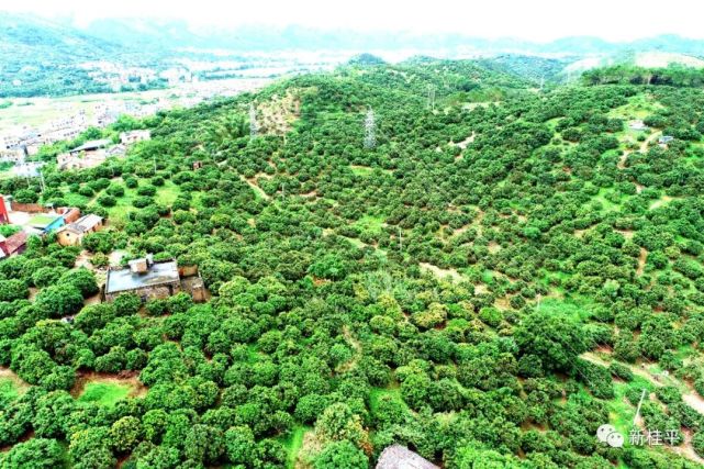 贵港市庆祝2022年中国农民丰收节暨桂平·麻垌荔枝文化节成功举办