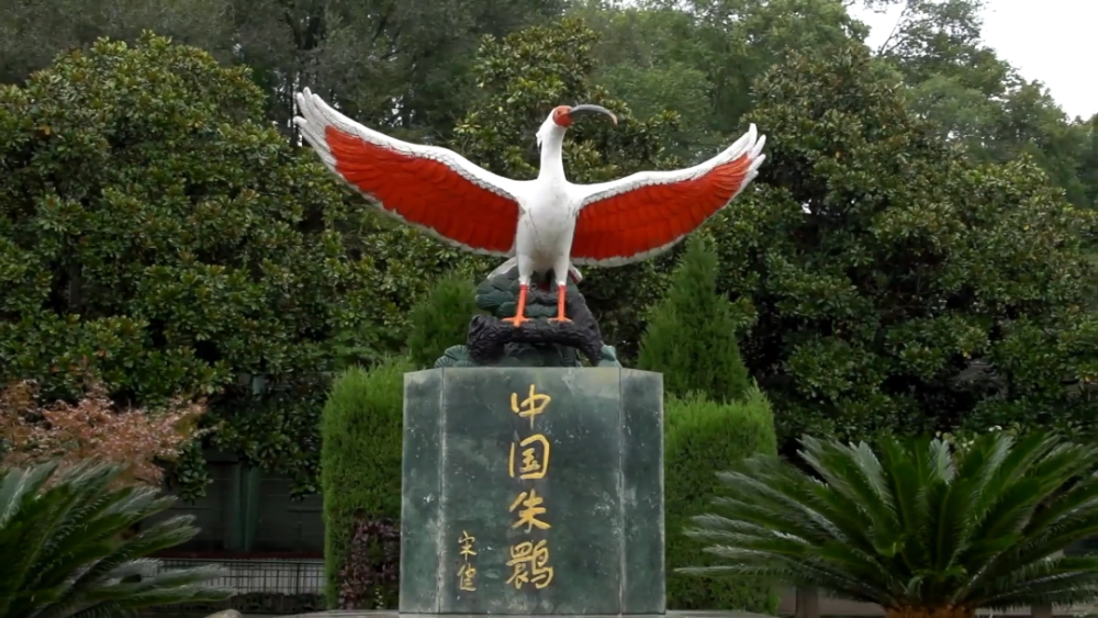 陕西汉中朱鹮国家级自然保护区今年救助野生朱鹮75只