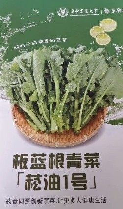 "板蓝根油菜"今天上市!吃了可以治感冒吗?