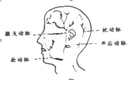 用一隻手的四指壓迫耳後與枕骨粗隆之間的凹陷處,阻斷枕動脈的血流,另