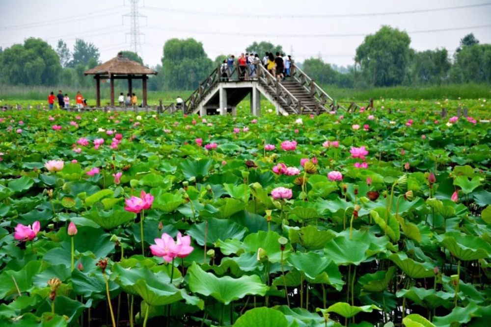 焦岗湖生态旅游度假区图片