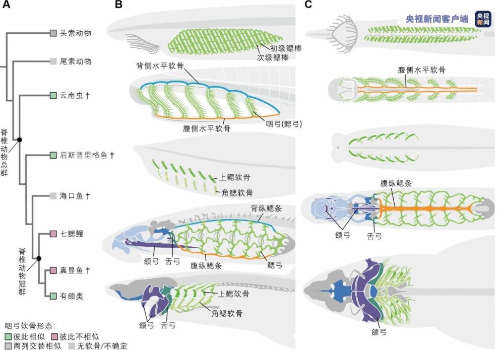 脊骨虫动漫图片