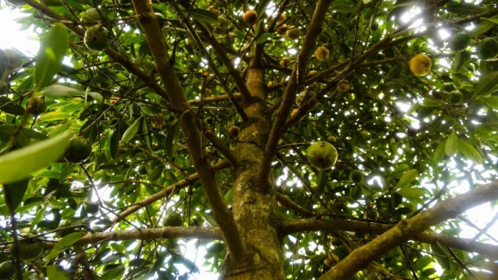 山竹树有果无叶?这些离谱视频或涉欺诈_腾讯新闻