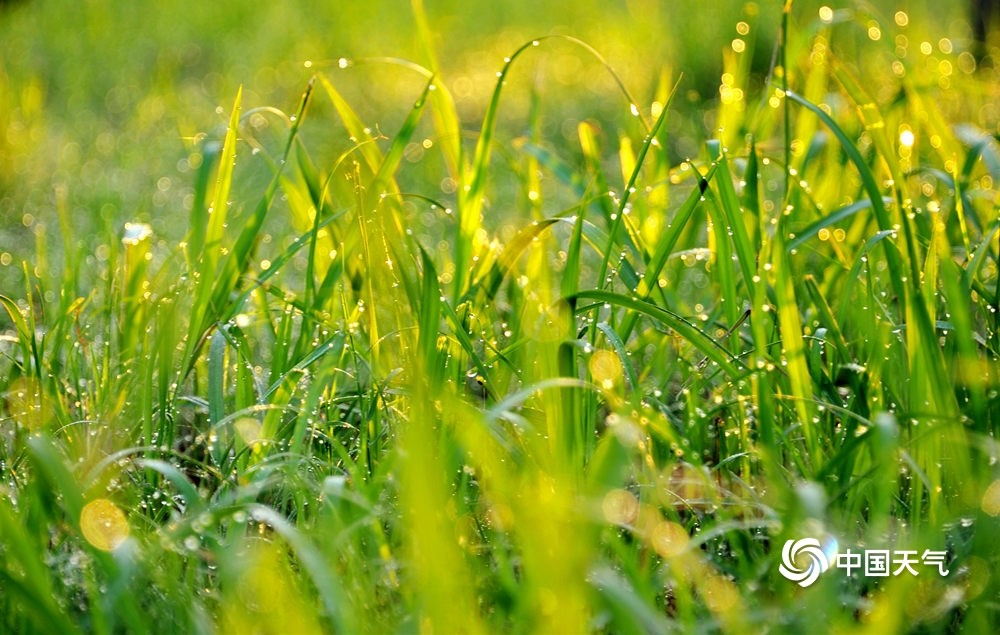 河南汝州朝露包裹花草 盛夏添清涼_騰訊新聞