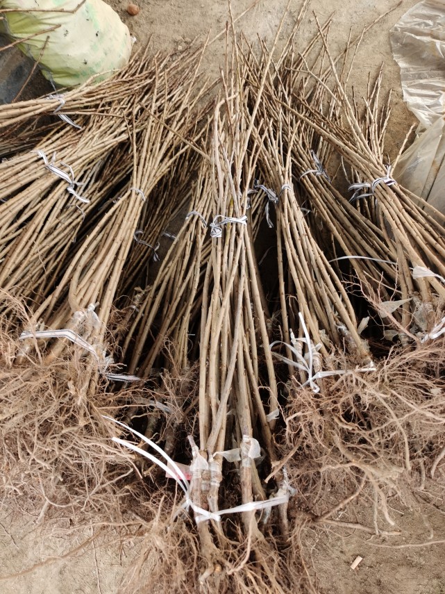 吉17砧木齐早樱桃苗报价 齐早樱桃的品种特点介绍