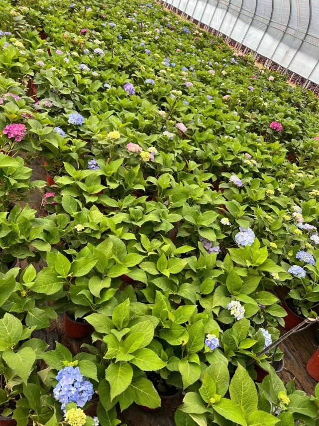 无尽夏绣球基地实拍