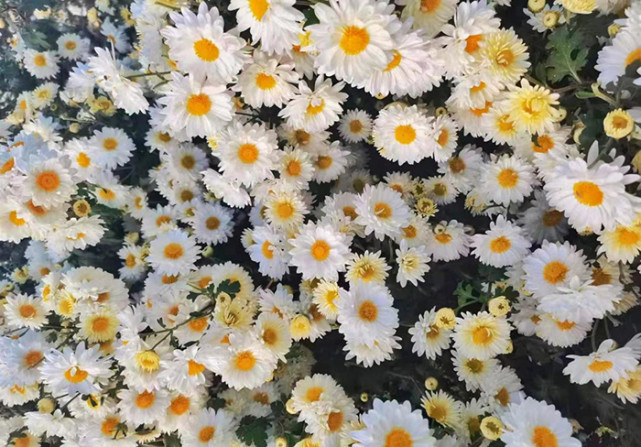 滁州全椒：“科技菊”开出“致富花”_腾讯新闻