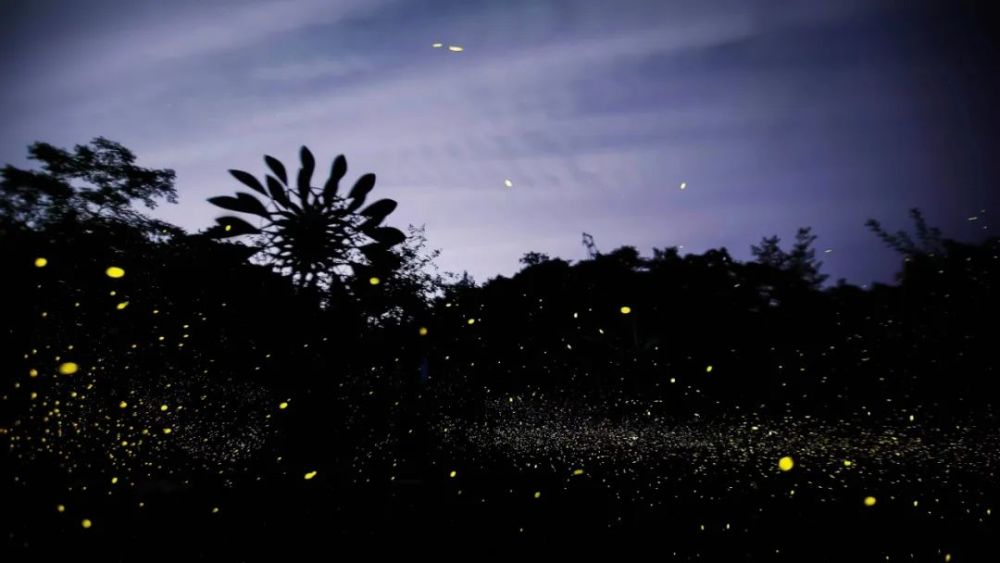 漫天萤火 银河坠落 这里有属于你的夏夜晚风_腾讯新闻