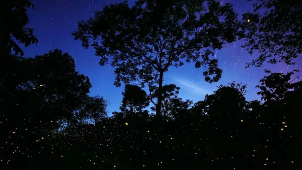 漫天萤火 银河坠落 这里有属于你的夏夜晚风_腾讯新闻