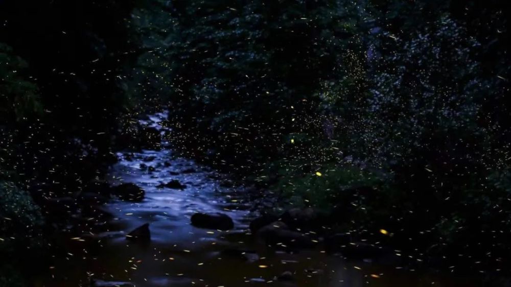 漫天萤火 银河坠落 这里有属于你的夏夜晚风_腾讯新闻