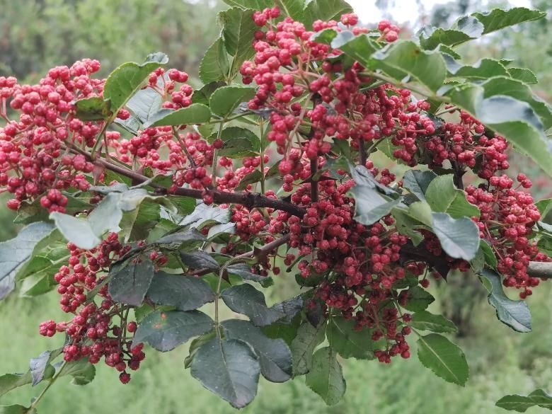 凤县花椒的耕作智慧