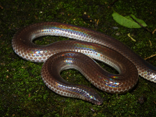 比如说高级蓝的灰腹绿锦蛇幼体,五彩斑斓黑得令甲方满意的闪鳞蛇等等