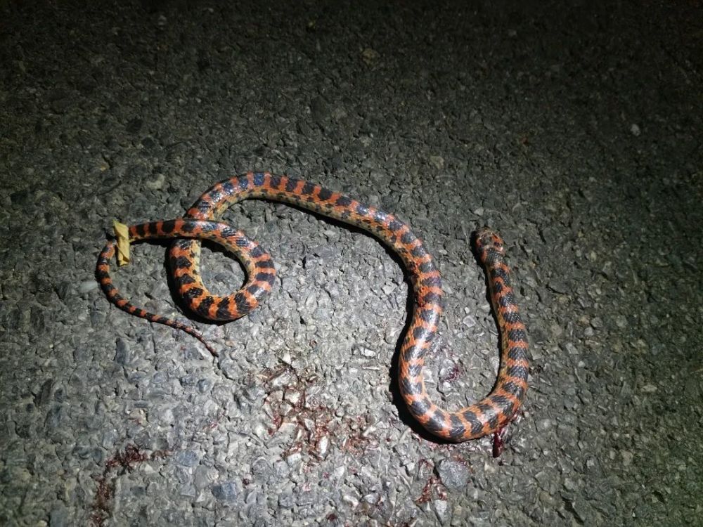 在北京找蛇,竟然不看运气,得靠玄学?_腾讯新闻