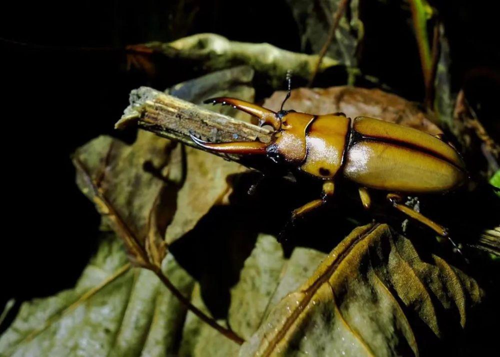一种不认得的锹甲 08大猫最后唠一下也许可能的下一步找蛇计划.