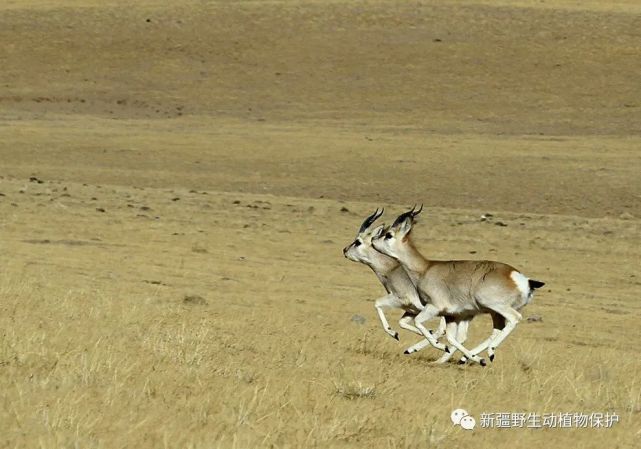 生物多样性宣传|新疆野生动植物科普——藏羚