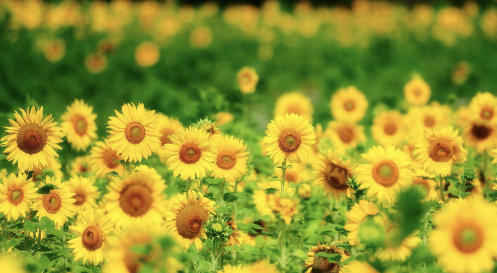 7月,好运常在,喜上眉梢,3生肖拨云见日,事业高歌猛进,一顺百顺