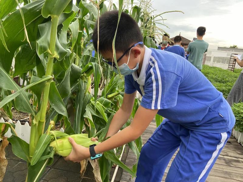 學期結束學生自己種的玉米迎來大豐收