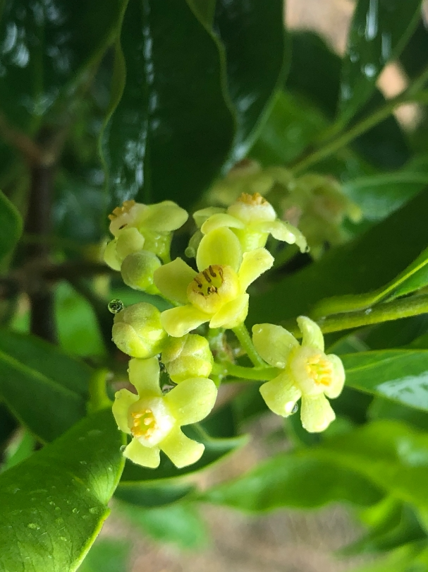 莞香花花语图片