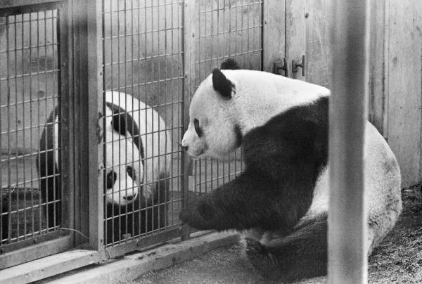 五十年前，第一对旅日大熊猫背后不为人知的故事利川市人民政府网2023已更新(今日/腾讯)新概念英语mp3音频下载