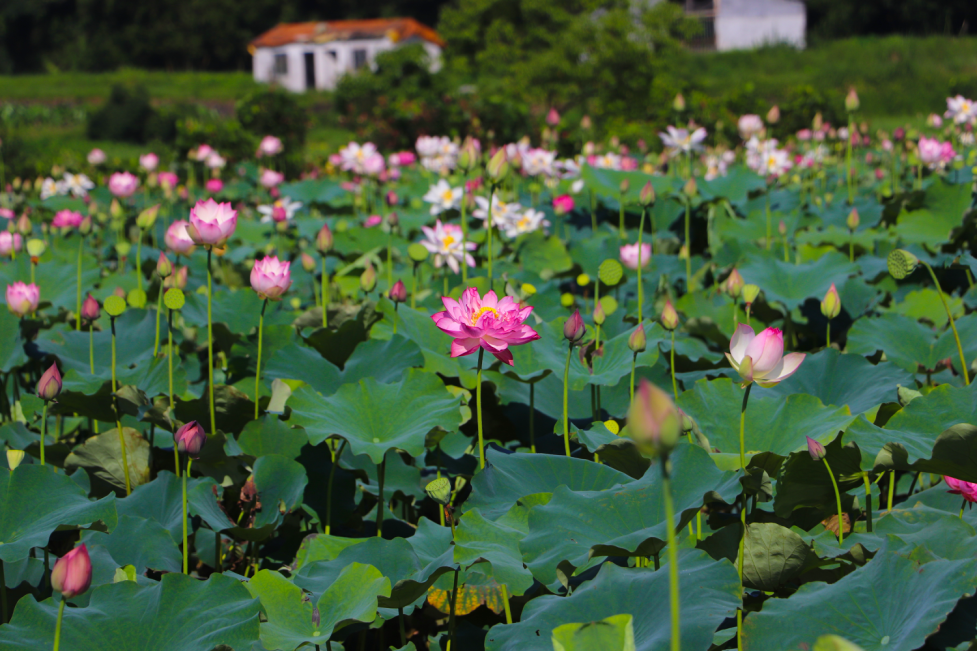 部,瓯海区委宣传部,乐清市委宣传部,瑞安市委宣传部,永嘉县委宣传部