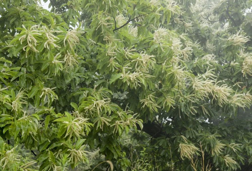 在昌平，发现夏日色彩！远山青黛如烟，近处繁花点彩……