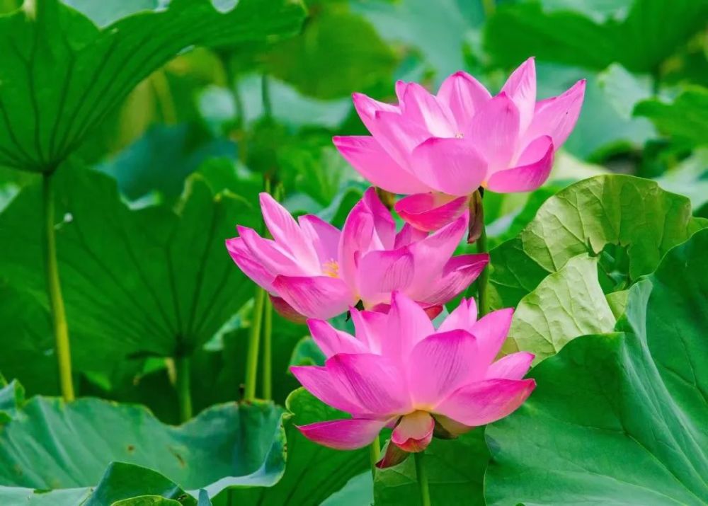 在昌平，发现夏日色彩！远山青黛如烟，近处繁花点彩……