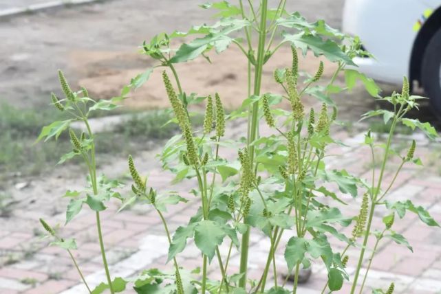 這種草叫豚草,是一種外來入侵物種.