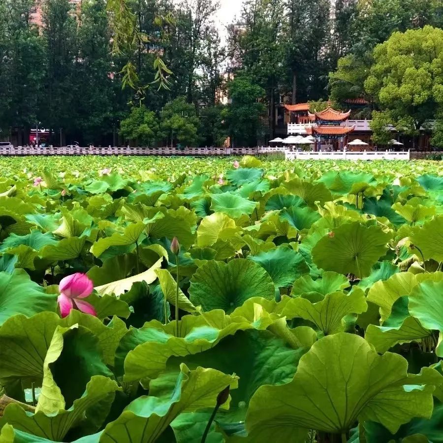 翠湖公園,被譽為